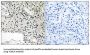 Transcription Elongation Factor A Like 4 (TCEAL4) Antibody