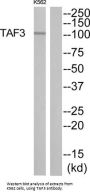 TATA-Box Binding Protein Associated Factor 3 (TAF3) Antibody