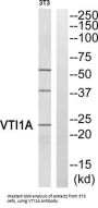 Vesicle Transport Through Interaction With T-SNAREs Homolog 1A (VTI1A) Antibody