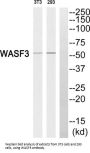 WAS Protein Family Member 3 (WASF3) Antibody