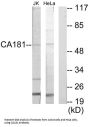 CA181 Antibody