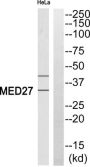 Mediator Complex Subunit 27 (MED27) Antibody