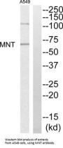 Max-Binding Protein MNT (MNT) Antibody