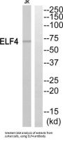 E74-Like Factor 4 (Ets Domain Transcription Factor) (ELF4) Antibody