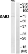 GRB2-Associated-Binding Protein 2 (GAB2) Antibody