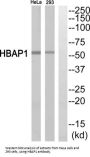 HSPB1-Associated Protein 1 (HBAP1) Antibody