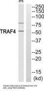 TNF Receptor-Associated Factor 4 (TRAF4) Antibody