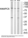 Anaphase Promoting Complex Subunit 5 (ANAPC5) Antibody