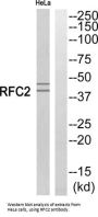 Replication Factor C Subunit 2 (RFC2) Antibody