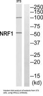 Nuclear Factor Erythroid 2-Related Factor 1 (NFE2L1) Antibody