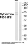 Cytochrome P450 4F11 (CYP4F11) Antibody