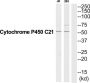 Cytochrome P450 C21 Antibody
