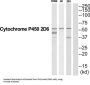 Cytochrome P450 2D6 (CYP2D6) Antibody