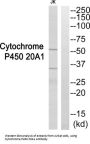 Cytochrome P450 20A1 (CYP20A1) Antibody