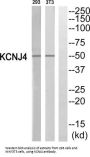Potassium Voltage-Gated Channel Subfamily J Member 4 (KCNJ4) Antibody