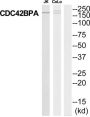 CDC42 Binding Protein Kinase Alpha (CDC42BPA) Antibody