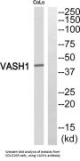 Vasohibin-1 (VASH1) Antibody