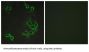 Atypical Chemokine Receptor 4 (ACKR4) Antibody