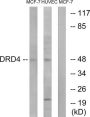 Dopamine Receptor D4 (DRD4) Antibody