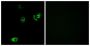 Dopamine Receptor D4 (DRD4) Antibody