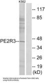 Prostaglandin E2 Receptor EP3 Subtype (PE2R3) Antibody