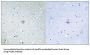 Prostaglandin E2 Receptor EP3 Subtype (PE2R3) Antibody