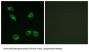 Prostaglandin E2 Receptor EP3 Subtype (PE2R3) Antibody