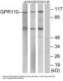 G Protein-Coupled Receptor 110 (GPR110) Antibody
