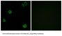 G Protein-Coupled Receptor 110 (GPR110) Antibody