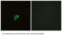 Muscarinic Acetylcholine Receptor M2 (CHRM2) Antibody