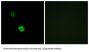 Galanin Receptor Type 3 (GALR3) Antibody