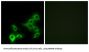 GPBAR Antibody