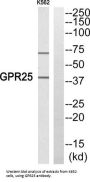 G Protein-Coupled Receptor 25 (GPR25) Antibody
