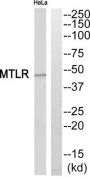 Motilin Receptor (MTLR) Antibody