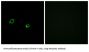 Olfactory Receptor Family 10 Subfamily AG Member 1 (OR10AG1) Antibody