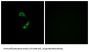 Olfactory Receptor Family 10 Subfamily G Member 9 (OR10G9) Antibody
