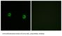 Olfactory Receptor Family 5 Subfamily AS Member 1 (OR5AS1) Antibody