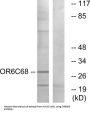 Olfactory Receptor Family 6 Subfamily C Member 68 (OR6C68) Antibody