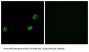 Olfactomedin Like 2A (OLFML2A) Antibody