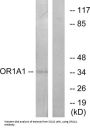 Olfactory Receptor Family 1 Subfamily A Member 1 (OR1A1) Antibody