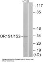 OR1S1 / 1S2 Antibody