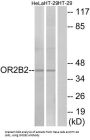 Olfactory Receptor Family 2 Subfamily B Member 2 (OR2B2) Antibody