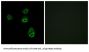 Olfactory Receptor Family 2 Subfamily B Member 2 (OR2B2) Antibody