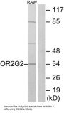 Olfactory Receptor Family 2 Subfamily G Member 2 (OR2G2) Antibody