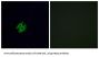 Olfactory Receptor Family 2 Subfamily G Member 2 (OR2G2) Antibody