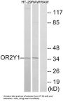 Olfactory Receptor Family 2 Subfamily Y Member 1 (OR2Y1) Antibody