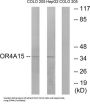 Olfactory Receptor Family 4 Subfamily A Member 15 (OR4A15) Antibody