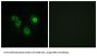 Olfactory Receptor Family 4 Subfamily A Member 15 (OR4A15) Antibody