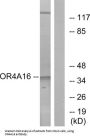 Olfactory Receptor Family 4 Subfamily A Member 16 (OR4A16) Antibody