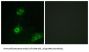 Olfactory Receptor Family 4 Subfamily A Member 16 (OR4A16) Antibody